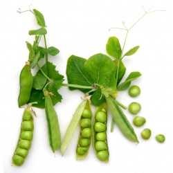 Irish Prean Peas