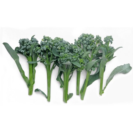 ‘Piracicaba’ broccoli