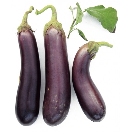 ‘Early long purple’ aubergine