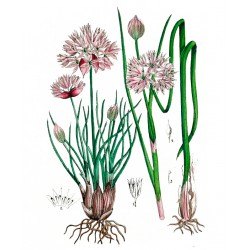 fijn bieslook  Allium schoenoprasum