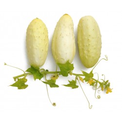 witte mini-komkommer 