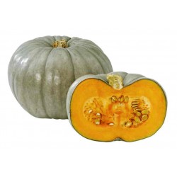  Crown pumpkin