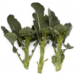 zomerbroccoli Calabrese 'Green sprouting'