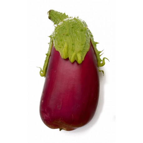 Rosita aubergine