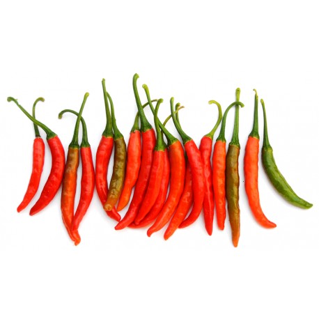 Calcutta long pepper