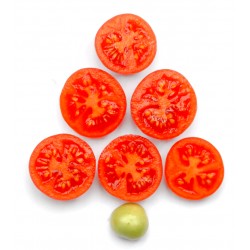 Kerst-tomaat